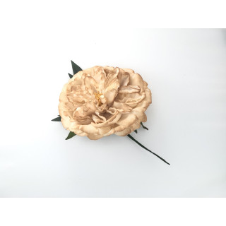 Flower Paeonia